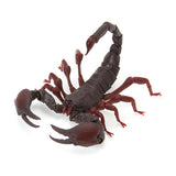 Encyclopedia of creatures Scorpion [4.Red Claw Emperor Scorpion (Small)]