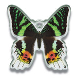 Science Techni colour Private specimen of Lepidopteran Acrylic Mascot Part.2 [4.Danaus genutia]