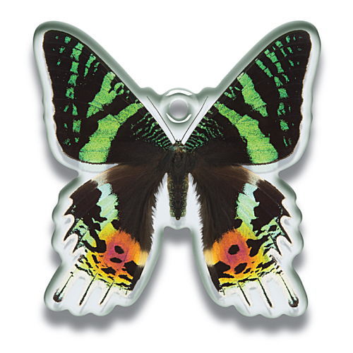 Science Techni colour Private specimen of Lepidopteran Acrylic Mascot Part.2 [4.Danaus genutia]