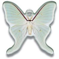 Science Techni colour Private specimen of Lepidopteran Acrylic Mascot Part.2 [5.Morpho Menelaus]