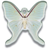 Science Techni colour Private specimen of Lepidopteran Acrylic Mascot Part.2 [5.Morpho Menelaus]