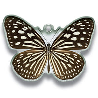 Science Techni colour Private specimen of Lepidopteran Acrylic Mascot Part.2 [7.Kaniska canace]