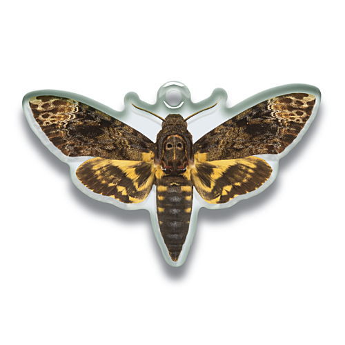 Science Techni colour Private specimen of Lepidopteran Acrylic Mascot Part.2 [8.Papilio bianor junia]