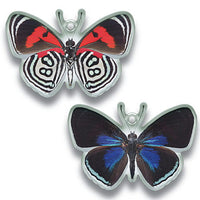 Science Techni colour Private specimen of Lepidopteran Acrylic Mascot Part.2 [9.Sasakia Charonda]