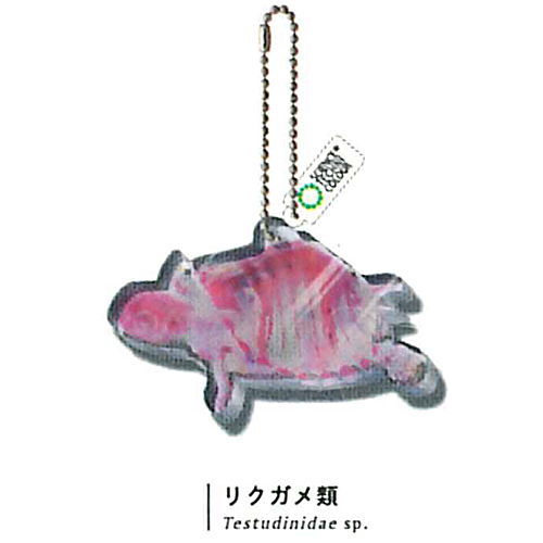 Science Technicolour New World Transparent Specimen Acrylic Mascot DX [2.Tortoises]