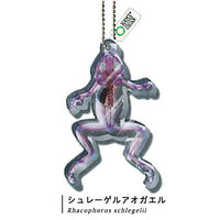 Science Technicolour New World Transparent Specimen Acrylic Mascot DX [3.Schlegel blue frog]