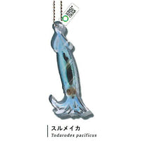 Science Technicolour New World Transparent Specimen Acrylic Mascot DX [4.Japanese flying squid]