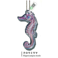 Science Technicolour New World Transparent Specimen Acrylic Mascot DX [5.Spotted seahorse]