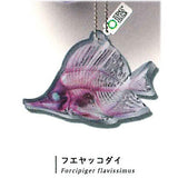 Science Technicolour New World Transparent Specimen Acrylic Mascot DX [6.Forceps fish]