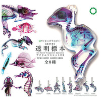 Science Technicolour New World Transparent Specimen Acrylic Mascot DX [All 8 type set (Full Complete)]