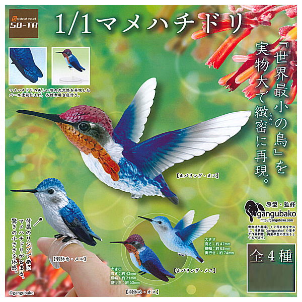 1/1 bee hummingbird [All 4 type set (Full Complete)]