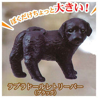 Furimukeba kimi ga... Dog promise [1.Labrador Retriever (Black)]