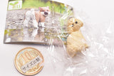 Furimukeba kimi ga... Dog promise [3.Toy poodle (Cream)]