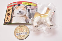 Akitainu [4.Nikoniko (light brown)]