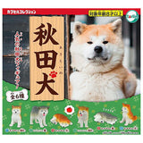 Akitainu [All 6 type set (Full Complete)]