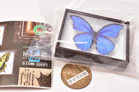 Science Technicolour German Box Magnet Collection Part.2 [1.Morpho godartii]