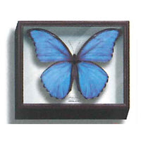 Science Technicolour German Box Magnet Collection Part.2 [1.Morpho godartii]