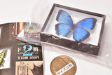 Science Technicolour German Box Magnet Collection Part.2 [2.Morpho peleides]