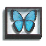 Science Technicolour German Box Magnet Collection Part.2 [2.Morpho peleides]