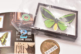 Science Technicolour German Box Magnet Collection Part.2 [3.Ornithoptera euphorion]