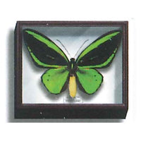 Science Technicolour German Box Magnet Collection Part.2 [3.Ornithoptera euphorion]