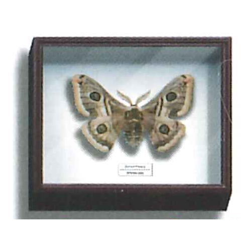 Science Technicolour German Box Magnet Collection Part.2 [5.Sloe Emperor Moth]