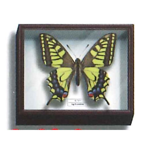 Science Technicolour German Box Magnet Collection Part.2 [10.Papilio machaon]