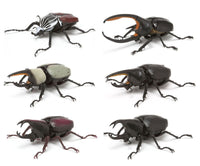 Beetle Gashapon 03 [All 6 type set (Full Complete)]