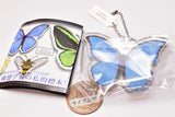 Science Techni colour Private specimen of Lepidopteran Acrylic Mascot Part.3 [1.Morpho godartii]