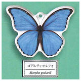 Science Techni colour Private specimen of Lepidopteran Acrylic Mascot Part.3 [1.Morpho godartii]