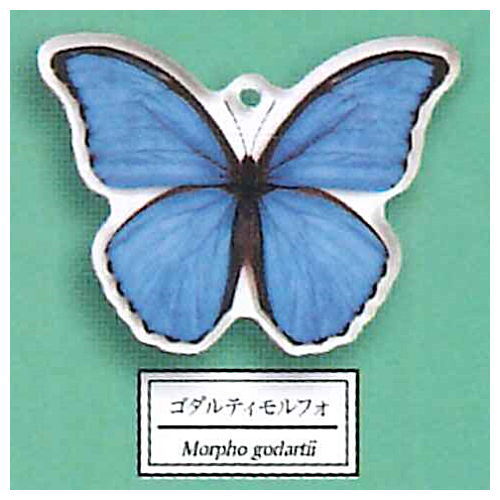 Science Techni colour Private specimen of Lepidopteran Acrylic Mascot Part.3 [1.Morpho godartii]