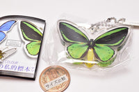 Science Techni colour Private specimen of Lepidopteran Acrylic Mascot Part.3 [2.Ornithoptera priamus]