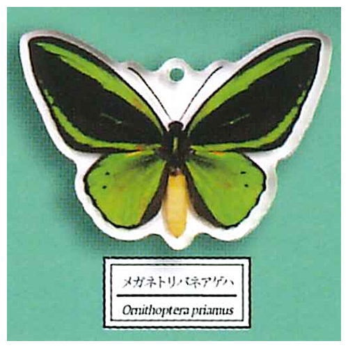 Science Techni colour Private specimen of Lepidopteran Acrylic Mascot Part.3 [2.Ornithoptera priamus]