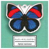 Science Techni colour Private specimen of Lepidopteran Acrylic Mascot Part.3 [3.Agrias narcissus]