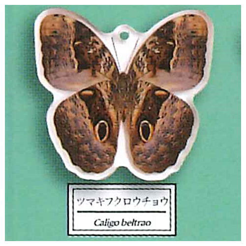 Science Techni colour Private specimen of Lepidopteran Acrylic Mascot Part.3 [4.Caligo beltrao]