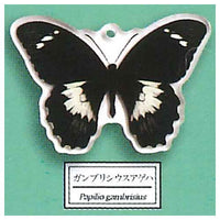 Science Techni colour Private specimen of Lepidopteran Acrylic Mascot Part.3 [5.Papilio gambrisius]