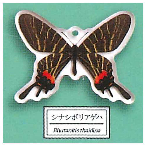 Science Techni colour Private specimen of Lepidopteran Acrylic Mascot Part.3 [6.Bhutanitis thaidina]