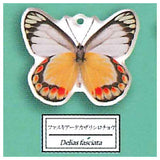 Science Techni colour Private specimen of Lepidopteran Acrylic Mascot Part.3 [7.Delias fasciata]