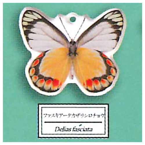 Science Techni colour Private specimen of Lepidopteran Acrylic Mascot Part.3 [7.Delias fasciata]