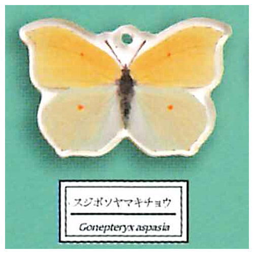 Science Techni colour Private specimen of Lepidopteran Acrylic Mascot Part.3 [8.Gonepteryx aspasia]