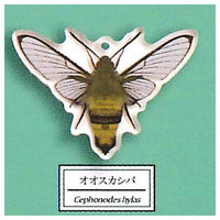 Science Techni colour Private specimen of Lepidopteran Acrylic Mascot Part.3 [10.Cephonodes hylas]