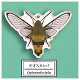 Science Techni colour Private specimen of Lepidopteran Acrylic Mascot Part.3 [10.Cephonodes hylas]