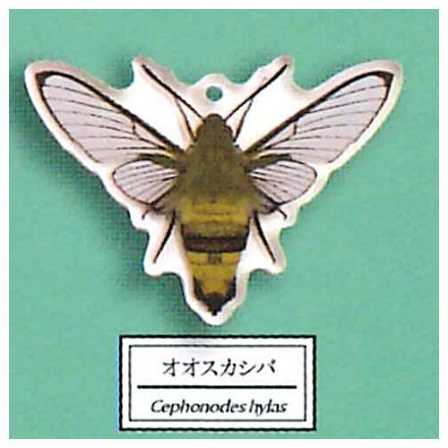 Science Techni colour Private specimen of Lepidopteran Acrylic Mascot Part.3 [10.Cephonodes hylas]