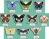 Science Techni colour Private specimen of Lepidopteran Acrylic Mascot Part.3 [All 10 type set(Full Complete)]