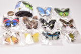 Science Techni colour Private specimen of Lepidopteran Acrylic Mascot Part.3 [All 10 type set(Full Complete)]