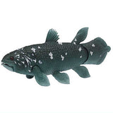 Ancient sea Ancient marine record [1.Coelacanth]