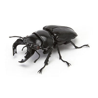 Kuwagata 04 [1.Tarandus stag beetle]