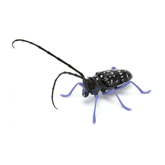 Kuwagata 04 [5.White-spotted long-tailed beetle]