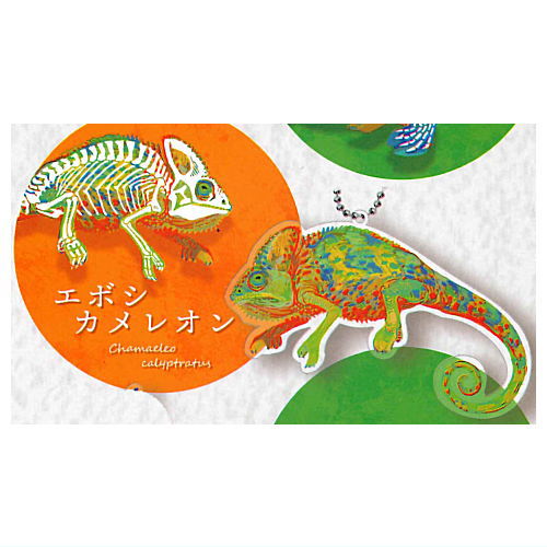 Animal Bone Acrylic Keychain [3.Veiled chameleon]