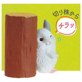 Chinchilla chillalism [5.A glimpse from the stump]